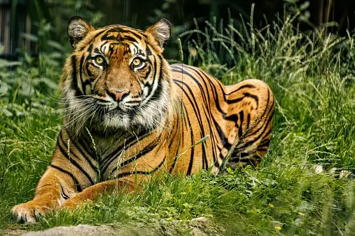 majestic-bengal-tiger-lounges-in-the-lush-green-grass-in-its-zoo-enclosure.jpg