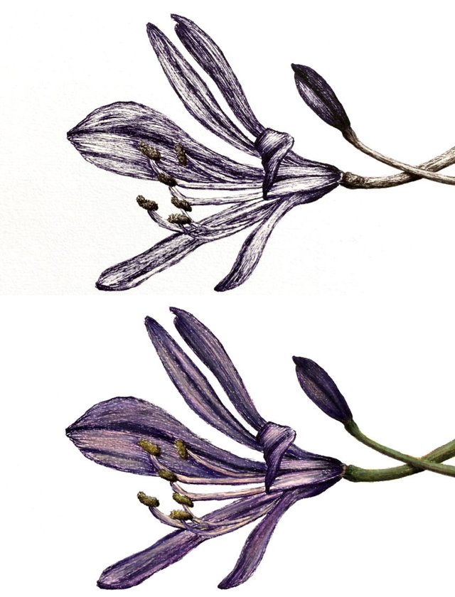 agapanthus-flower-drawing.jpg
