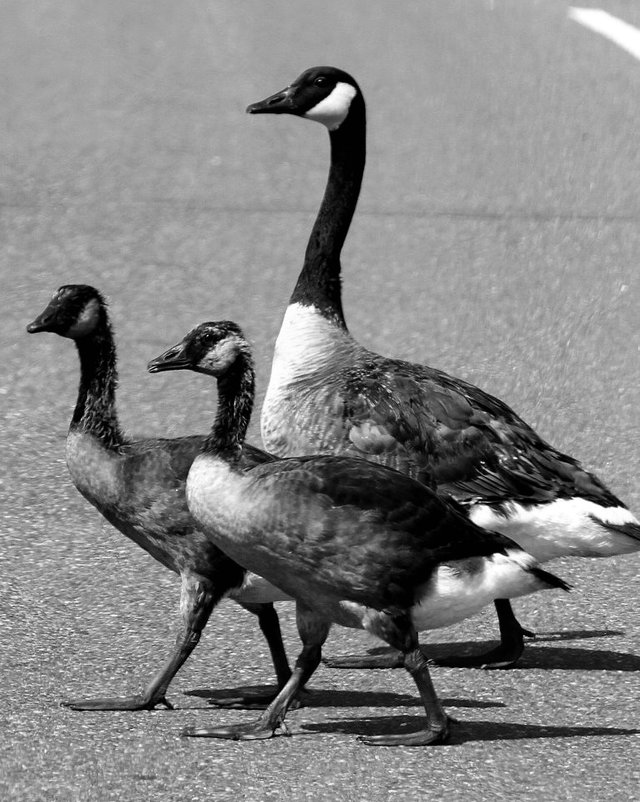 Canadian Geese 2.jpg