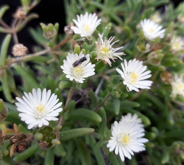 delosperma herbeum.jpg