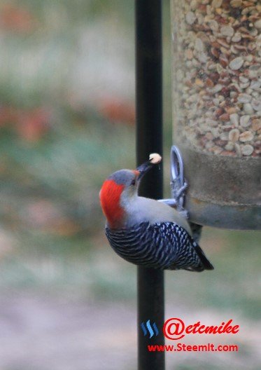 Red-bellied Woodpecker  PFW0007.JPG