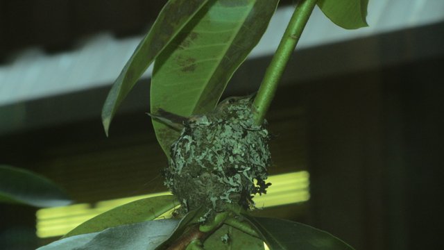Hummingbird nest 002.jpg