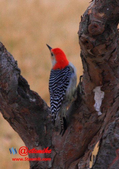Red-Bellied Woodpecker PFW35.jpg