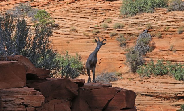 USA-zion-wild-life-02.jpg