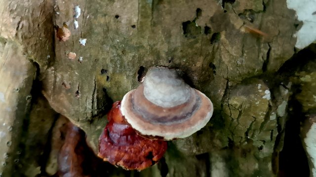 IMG_20250408_125905.jpg
