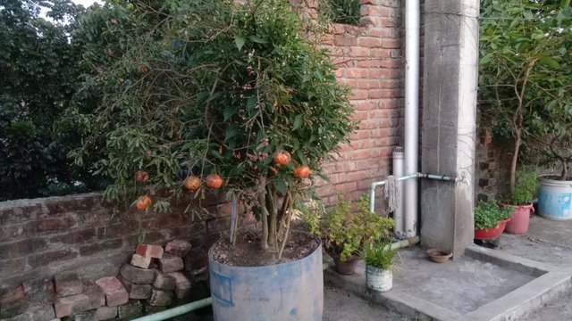 IMG_20240819_184500.jpg