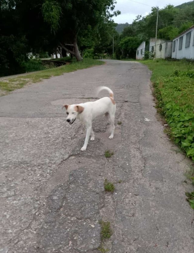 Perro en la calle.jpg