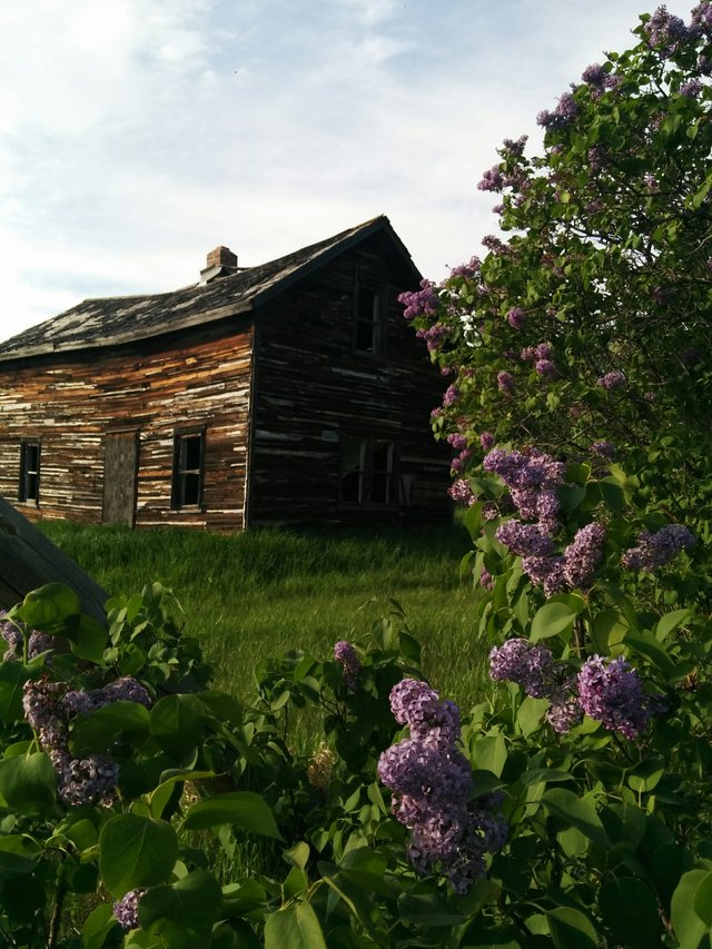 old house through lilacs.jpg