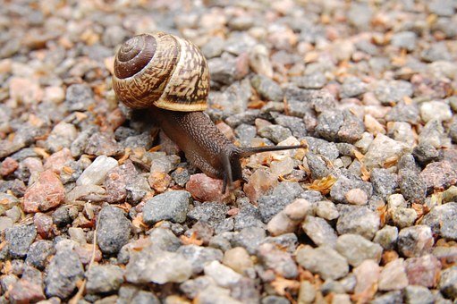 snail-221988__340.jpg
