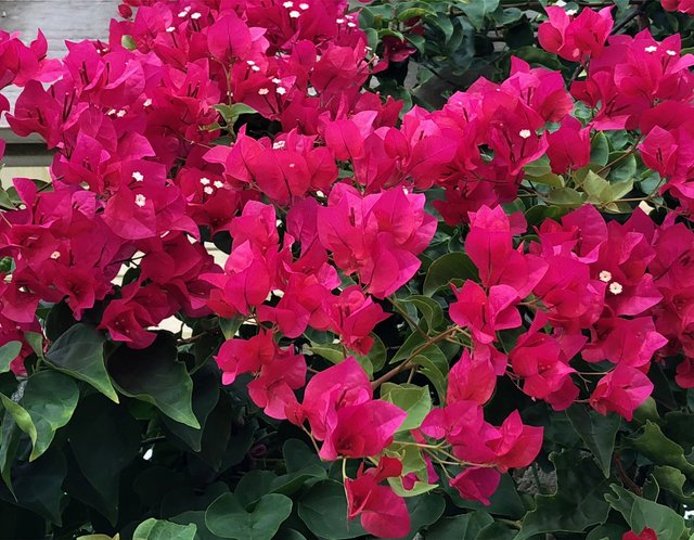 Bougainvillea.jpg