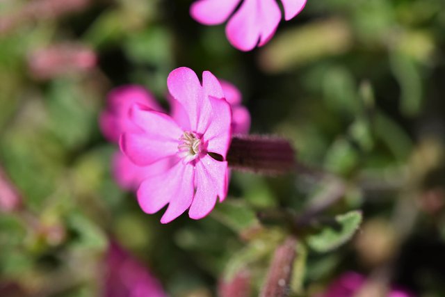 Silene littorea pink wildflower 4.jpg