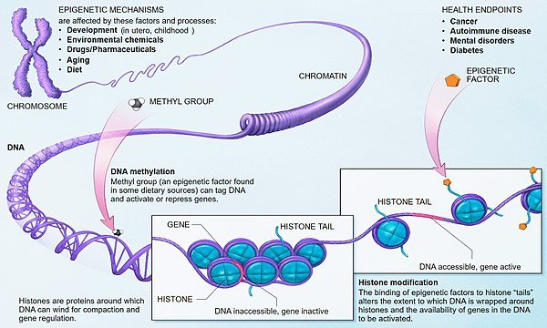 Epigenetic_mechanisms.jpg