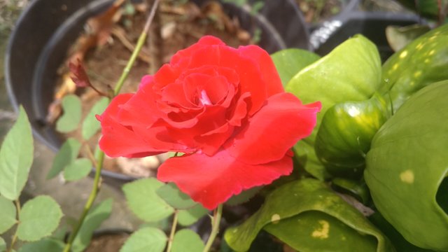IMG_20200617_123840.jpg