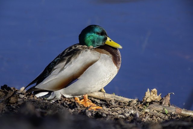 duck-8615153_1280.jpg