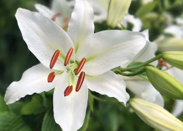 white-lily_full_width.jpg