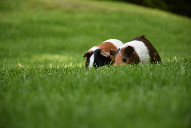 guinea-pig-5269324_1920.jpg