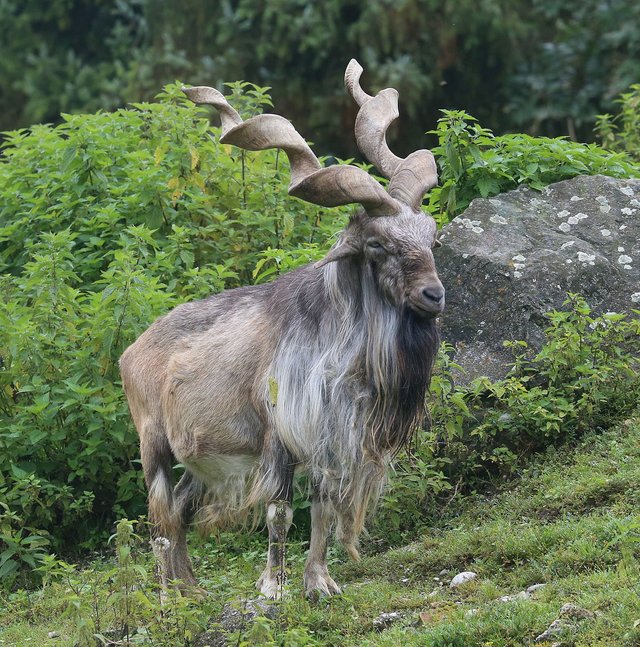 Markhor 1.jpg