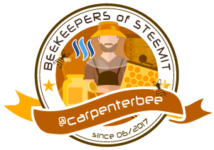 Steemit-Beekeepers-carpenterbee.png