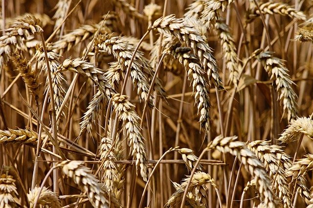 wheat-3524861_640.jpg