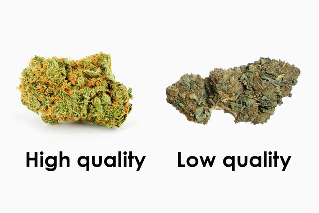 High-Quality-Weed-vs-low-quality-weed.jpg