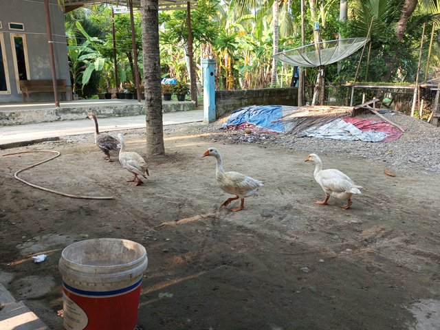 IMG_20250626_074247_895.jpg