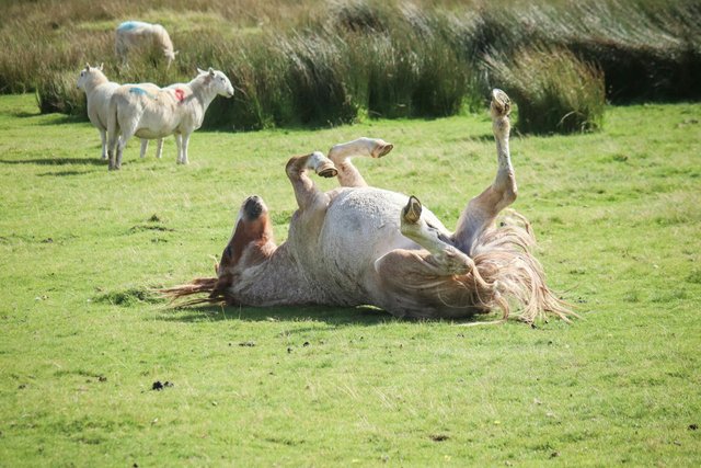 free-photo-of-horse-rolling-in-the-grass-next-to-the-sheep.jpeg