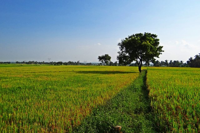 rice-fields-204128_960_720.jpg