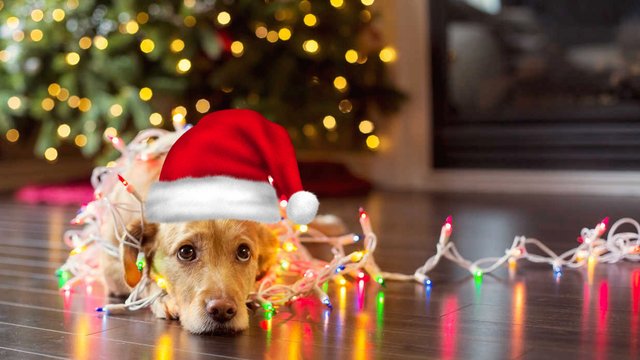 dog_wrapped_in_christmas_lights-459292441.jpg