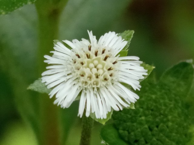 flower (1).jpg