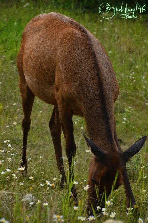 elk.jpg