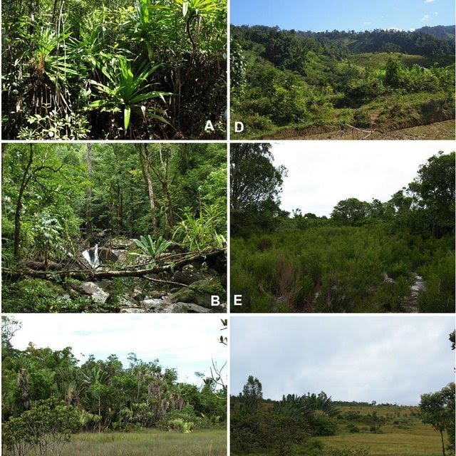 Overview-of-the-different-vegetation-types-Primary-vegetation-A-Littoral-forest_Q640.jpg