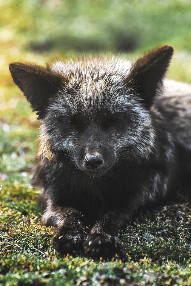 crimsonclad-black-fox1.png