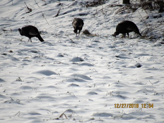IMG_0197.JPG