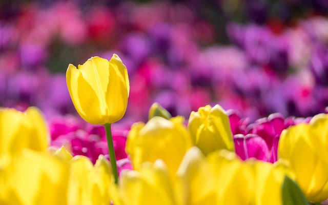 yellow-and-pink-tulip-field-selective-focus-photography-1075959.jpg