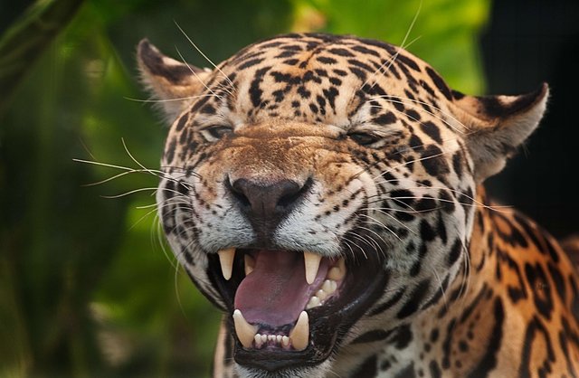 jaguar1.jpg