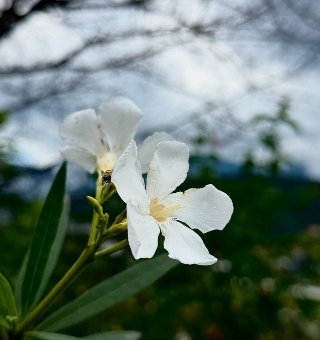 IMG_20250829_212450.jpg