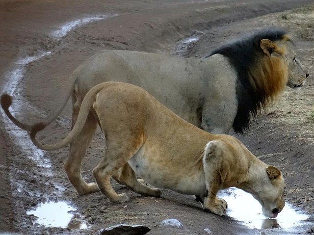 lion-and-pregnant-lioness-drinking-4-exploramum-exploramum.jpg