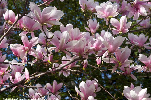 PinkFloweringTreeBlossoms-001-100518.jpg