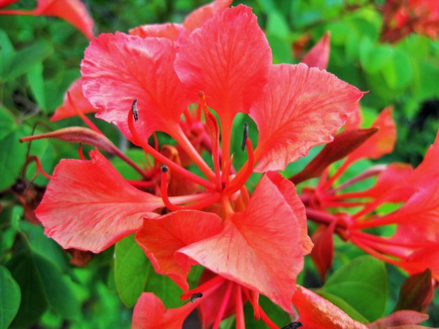 red-bauhinia-galpinii-flower.jpg