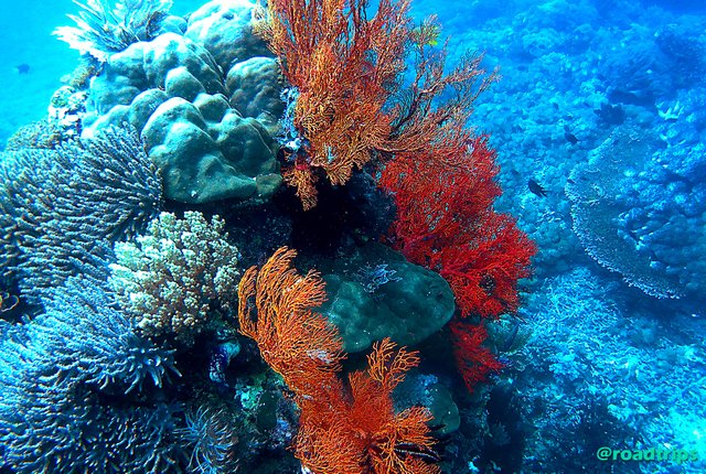 korallen2.jpg