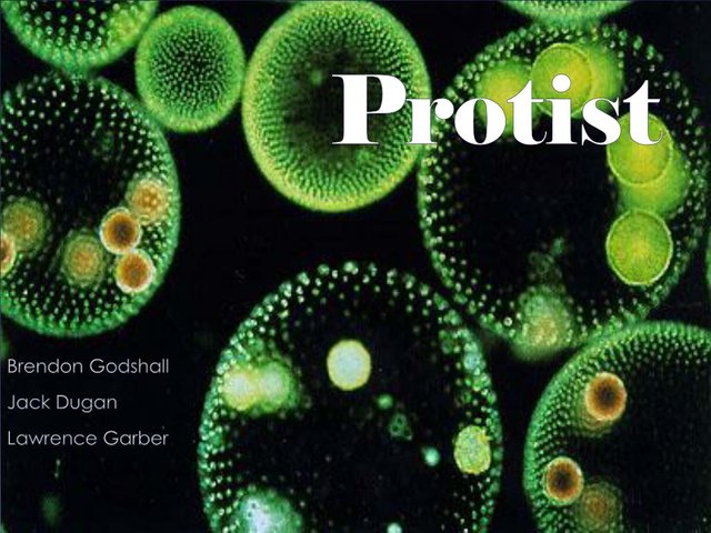 protist-l.jpg