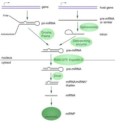 MiRNA-biogenesis.jpg