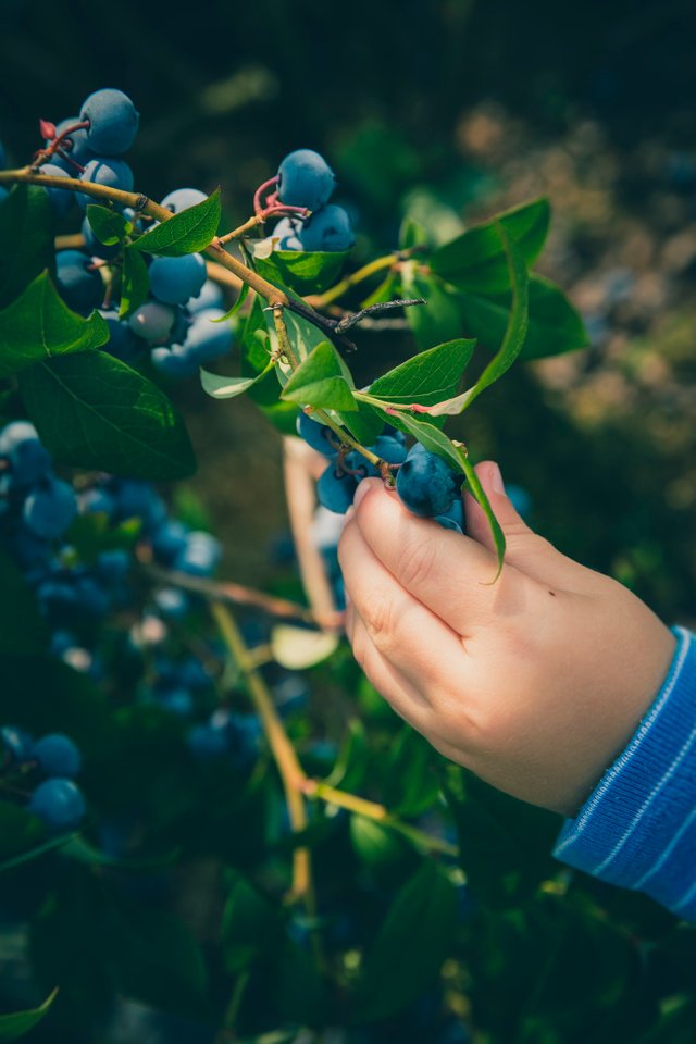 Blueberries.jpg