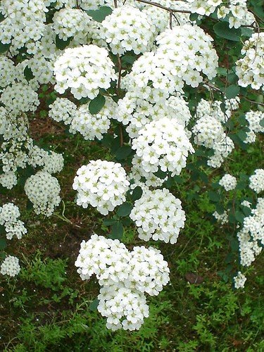 spirea.jpg