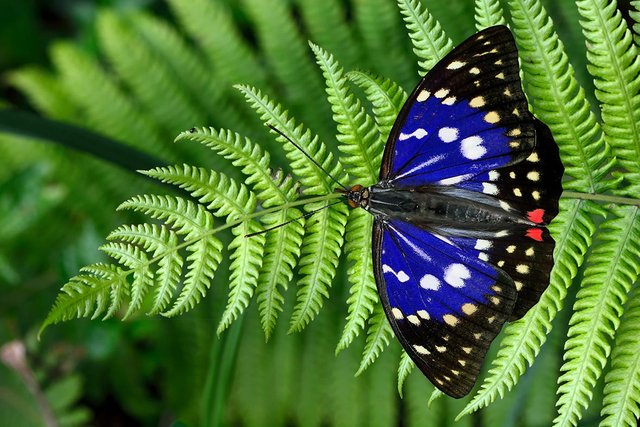 Butterfly-Taiwan-2.jpg