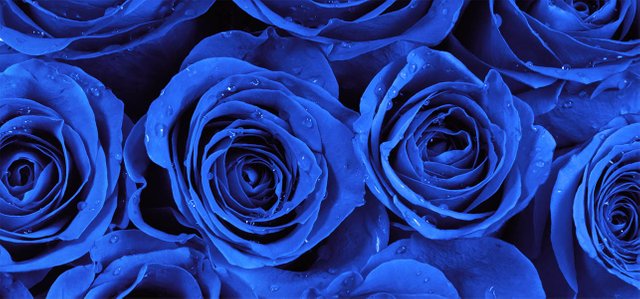 6906_Top-10-Most-Beautiful-Blue-Roses.jpg