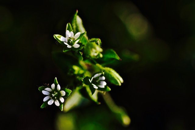 Meadow-White-Daisy-Tiny-Little-Flowers-Grasshopper-2243130 (1).jpg