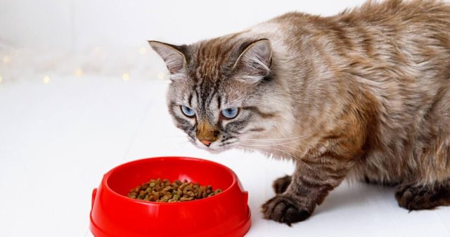 cat-food-alternatives-950x500.jpg