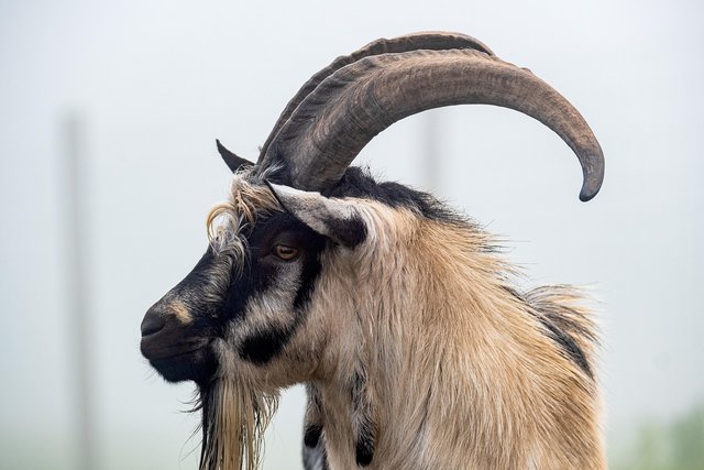 goat-5740949_1280.jpg