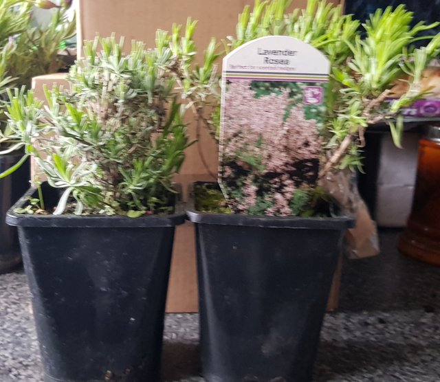 20190406_200503.jpg